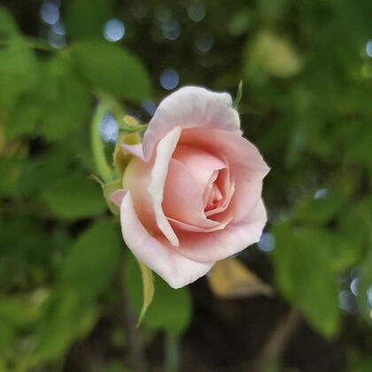 Mod Chris Profile Image